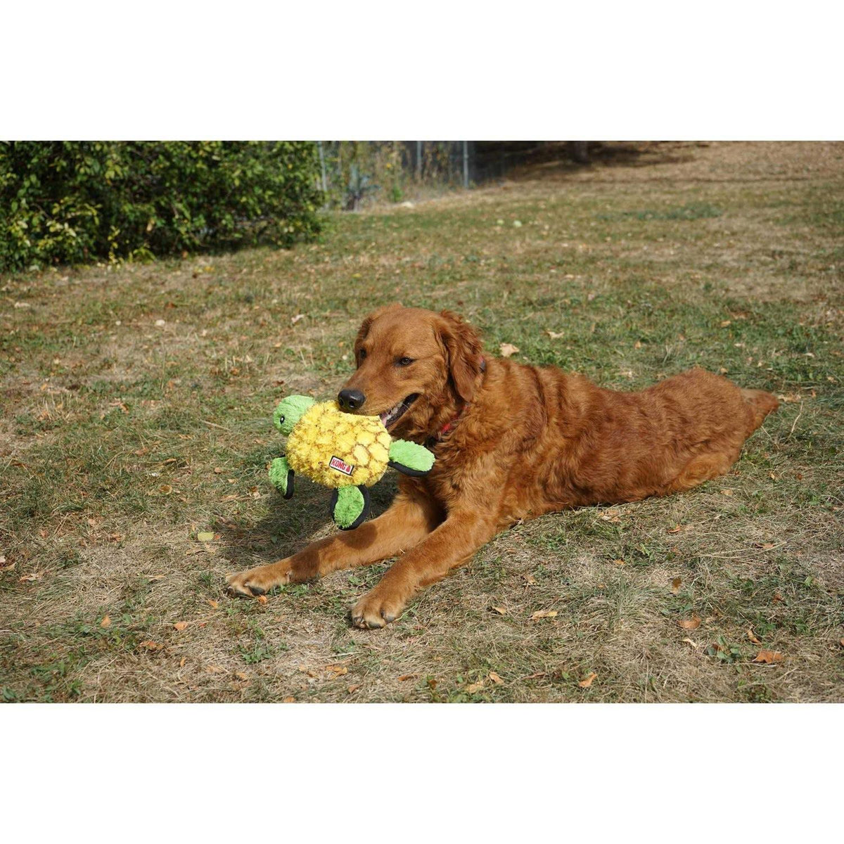 Ballistic Turtle Dog Toy Q931