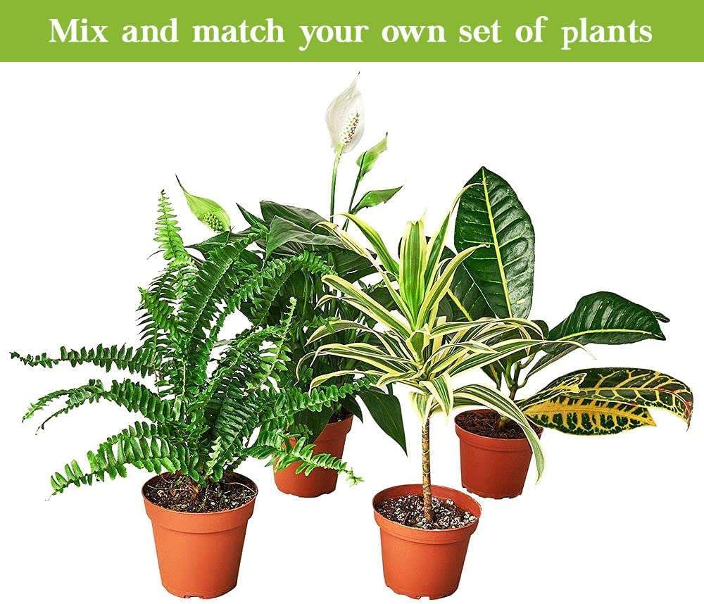 Alocasia Tiny Dancer Live Plant in 4'' & 6'' Pot P87834