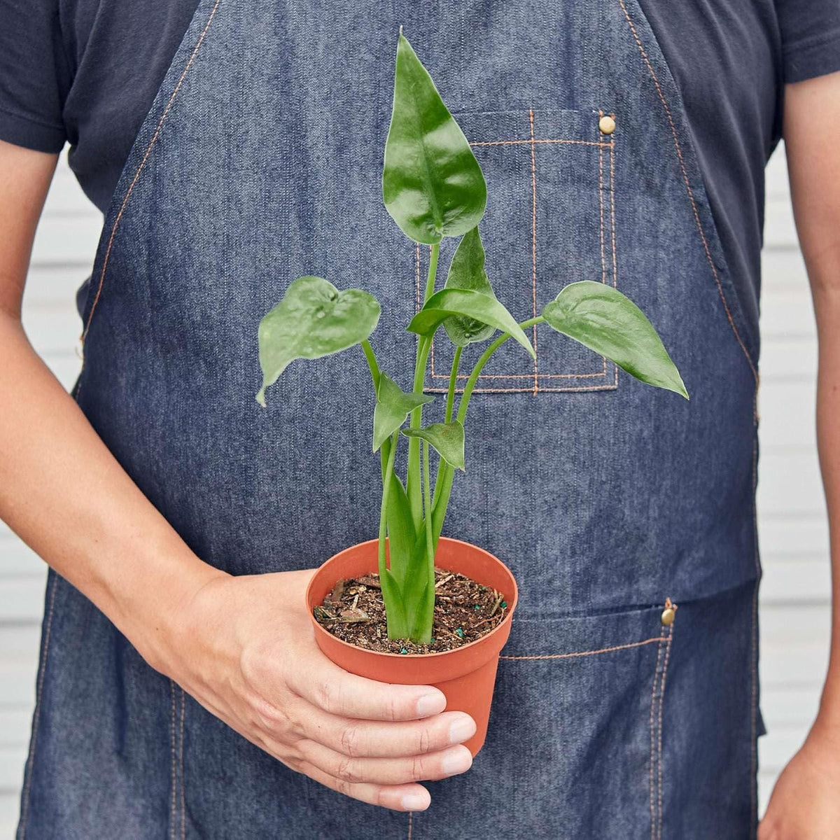 Alocasia Tiny Dancer Live Plant in 4'' & 6'' Pot P87834