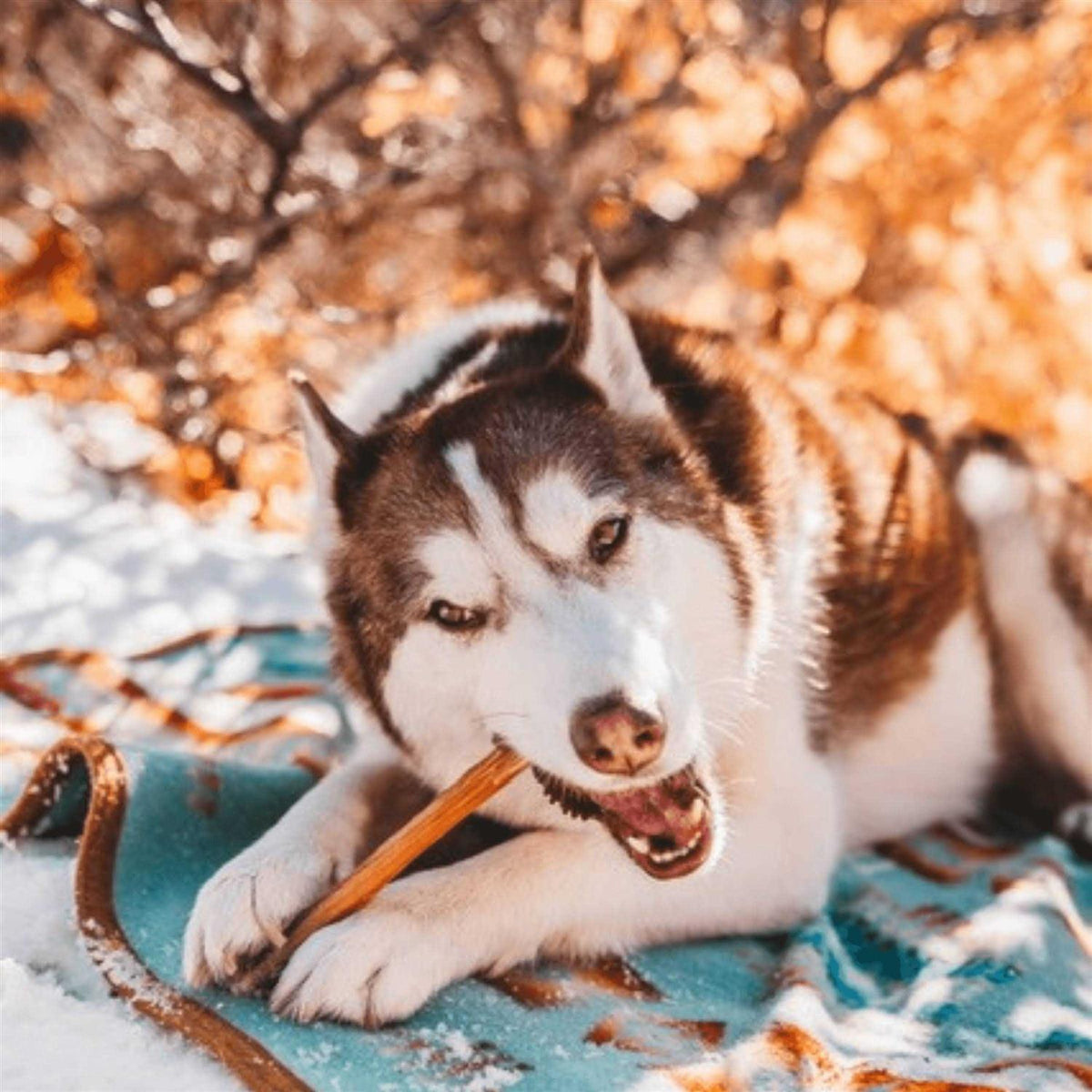 Odor Free Bully Sticks X710