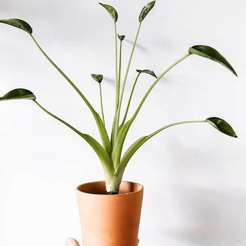 Alocasia Tiny Dancer Live Plant in 4'' & 6'' Pot P87834