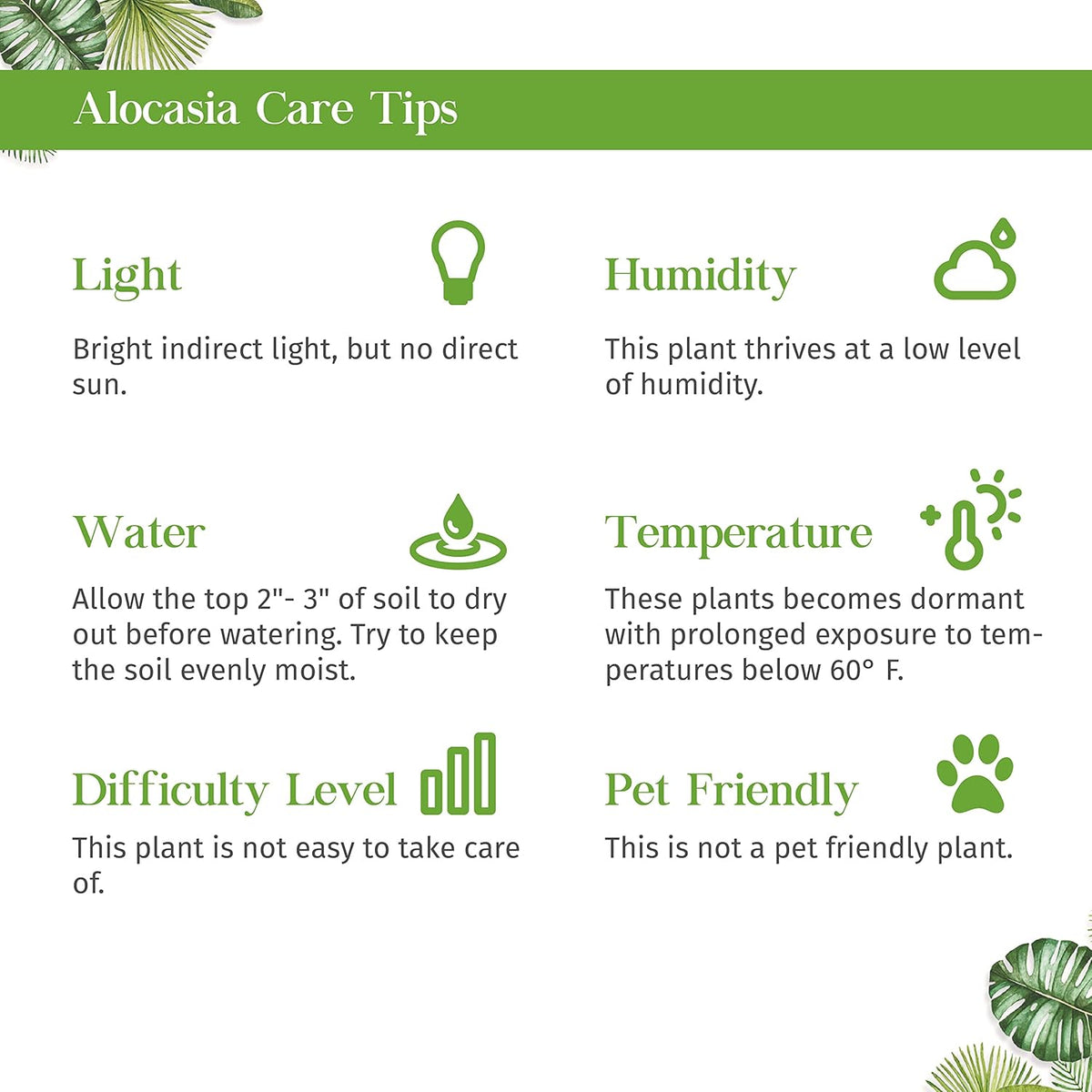 Alocasia Tiny Dancer Live Plant in 4'' & 6'' Pot P87834