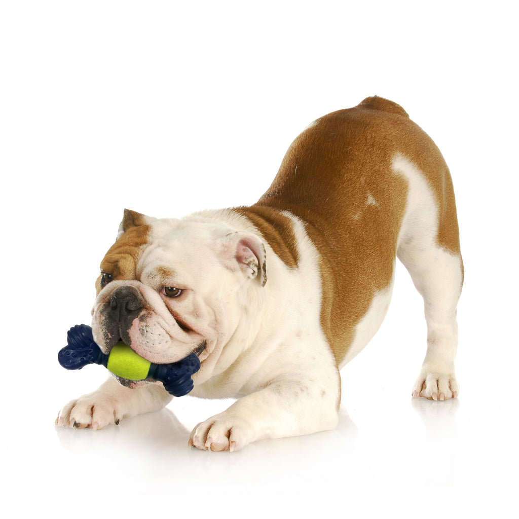 Tennis Play 'n Fetch Interactive Dog Toy Y103497