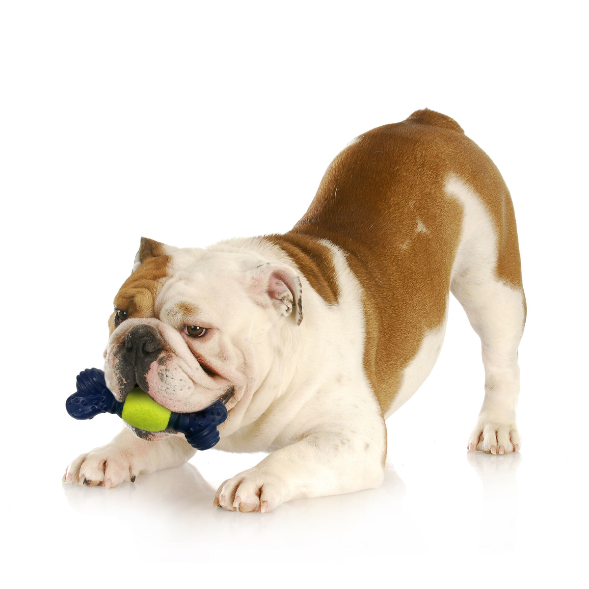 Tennis Play 'n Fetch Interactive Dog Toy Y103497