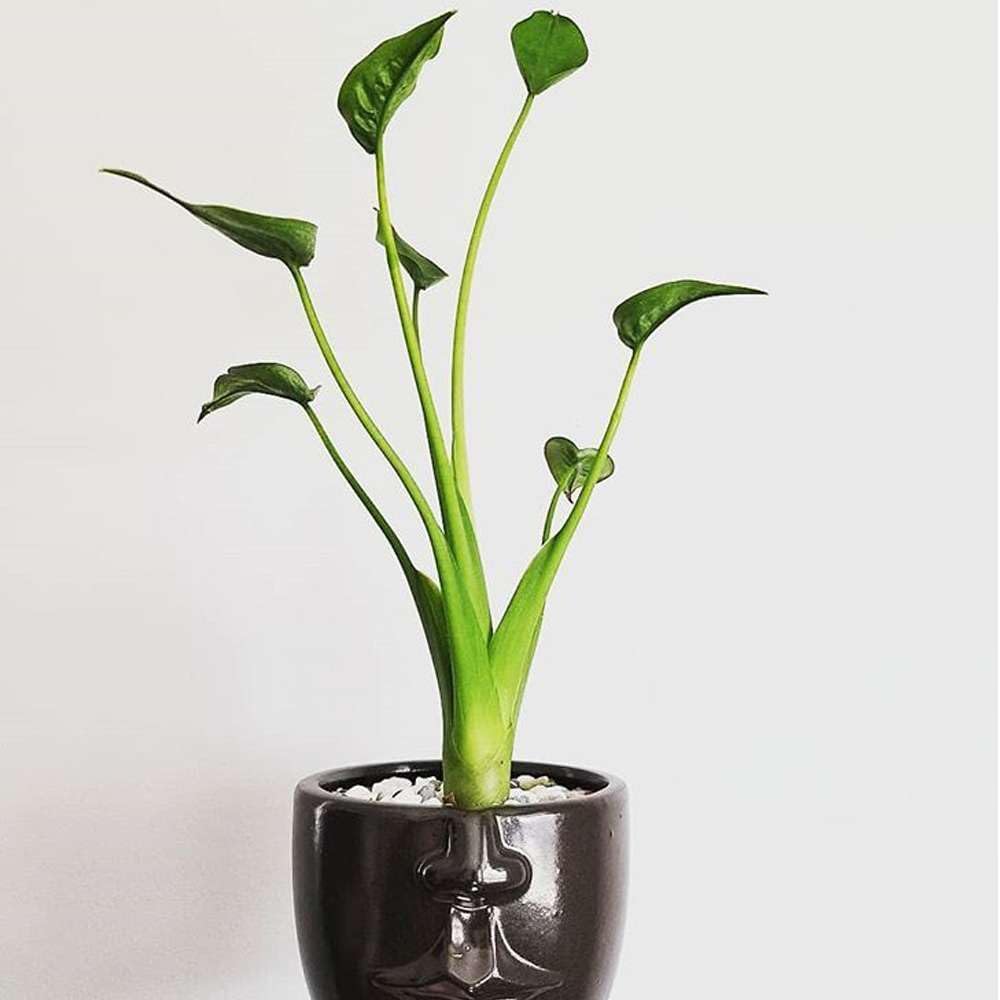 Alocasia Tiny Dancer Live Plant in 4'' & 6'' Pot P87834