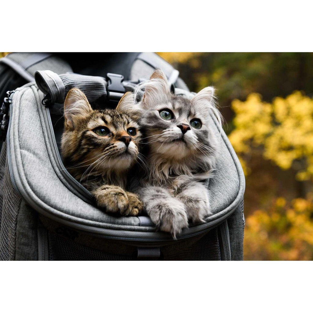 Cat Backpack M260764
