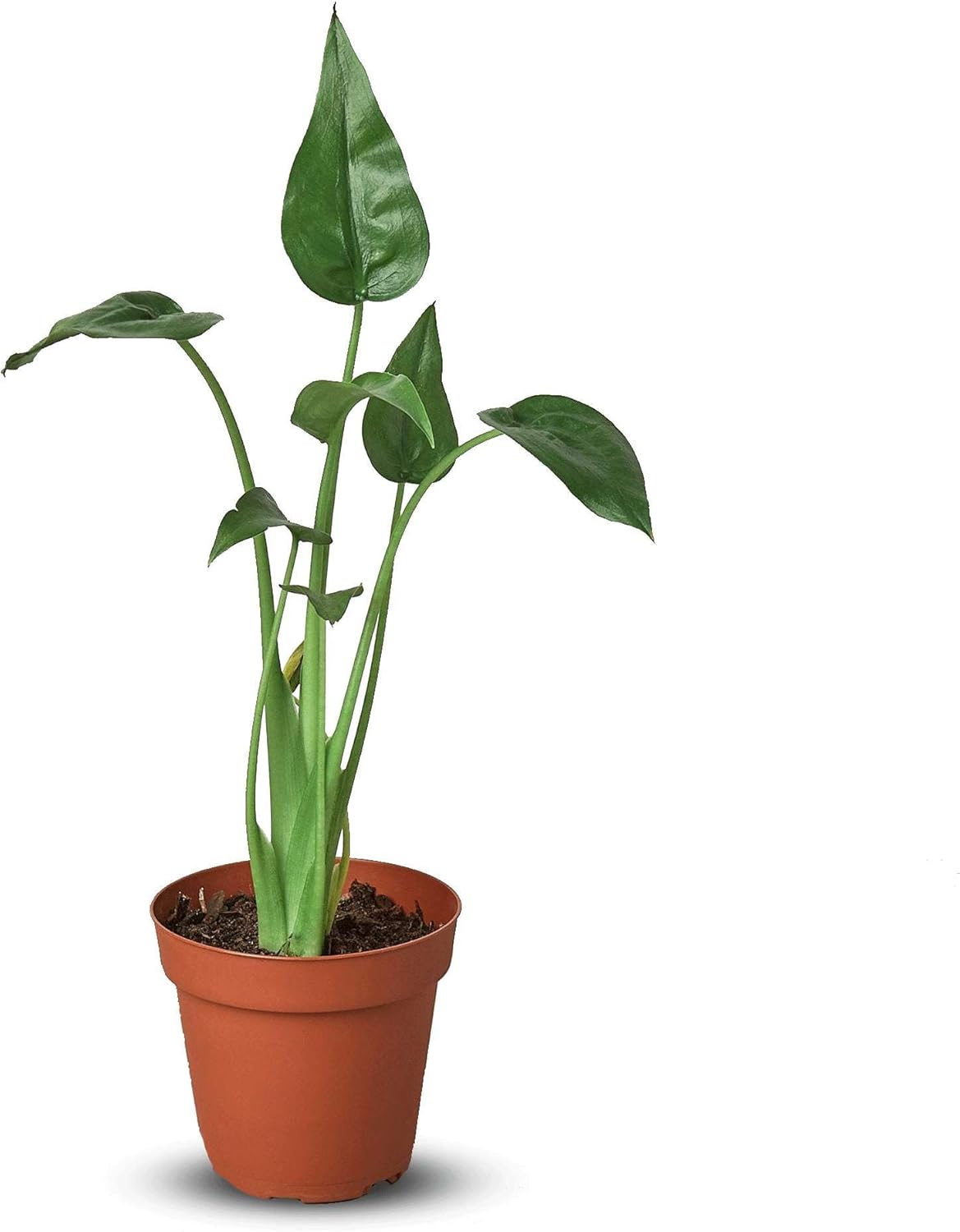 Alocasia Tiny Dancer Live Plant in 4'' & 6'' Pot P87834