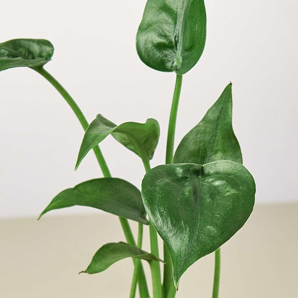 Alocasia Tiny Dancer Live Plant in 4'' & 6'' Pot P87834