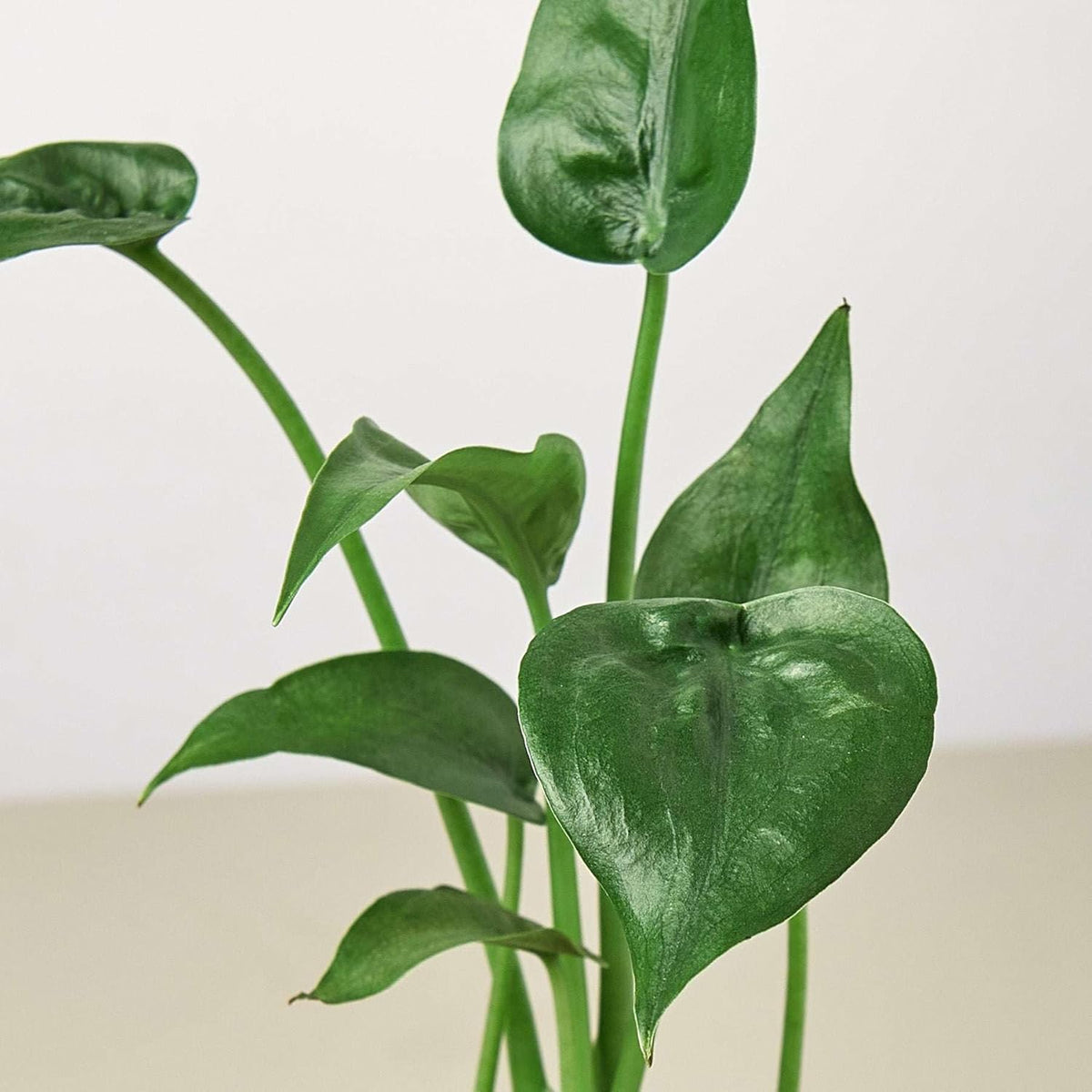 Alocasia Tiny Dancer Live Plant in 4'' & 6'' Pot P87834
