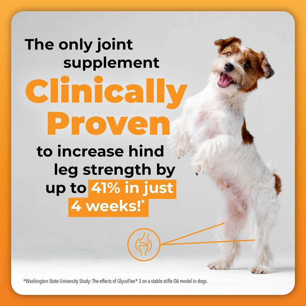 Dog Pet Supplies K8804