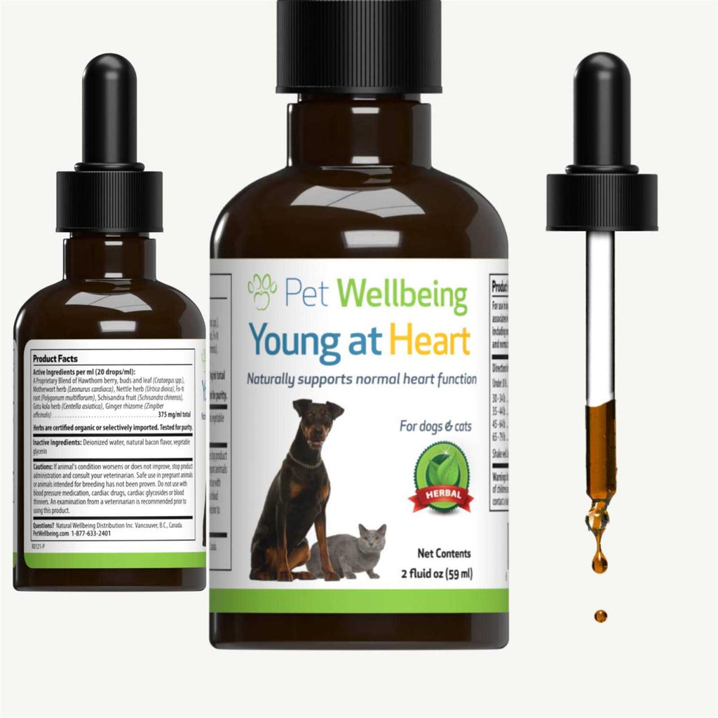 Young at Heart for Cats K4441