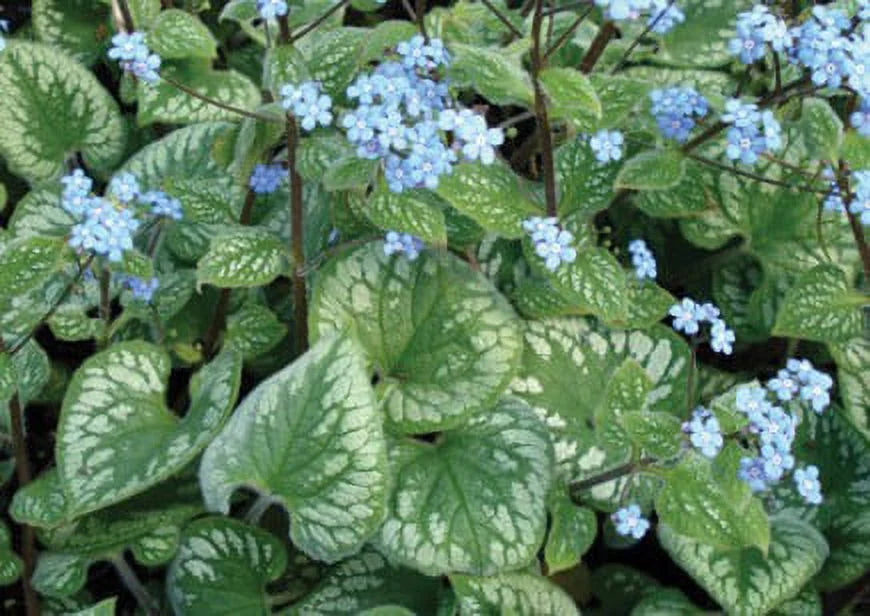 Shade Perennial in Gallon Pot E77679