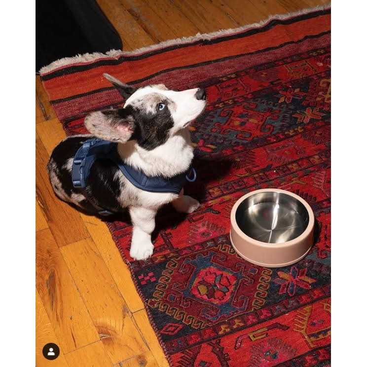 Pet Bowl J26031