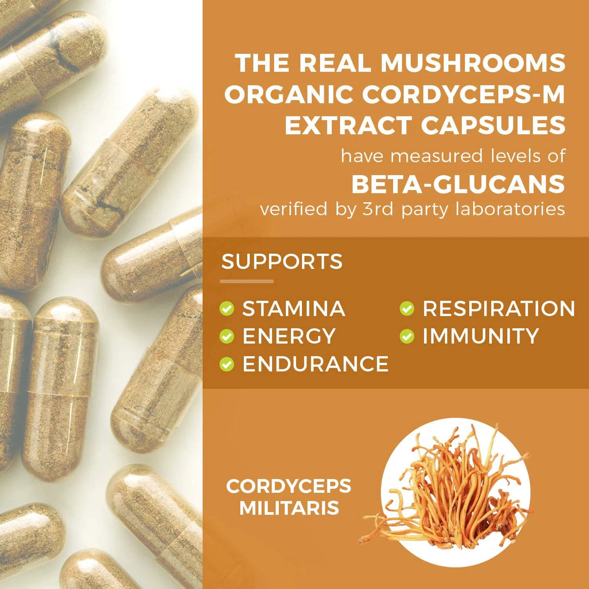 Cordyceps Supplement Y4264