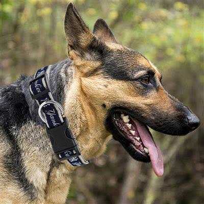 Dog Collar M87529