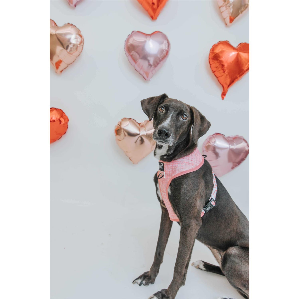 Reversible Dog Harness W20224